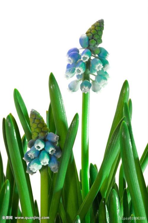 Å·Ã˶à¹úÆô¶¯Ð¹ÚÒßÃç½ÓÖÖ Öж«Êý¹úÊÕ½ô·ÀÒß´ëÊ©