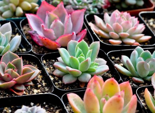 4ÄêÖ§³ö³¬6ÍòÒÚÔª£¡²ÆÕþÖ§Å©×ʽðÈçºÎ·ÖÅäºÍʹÓÃ