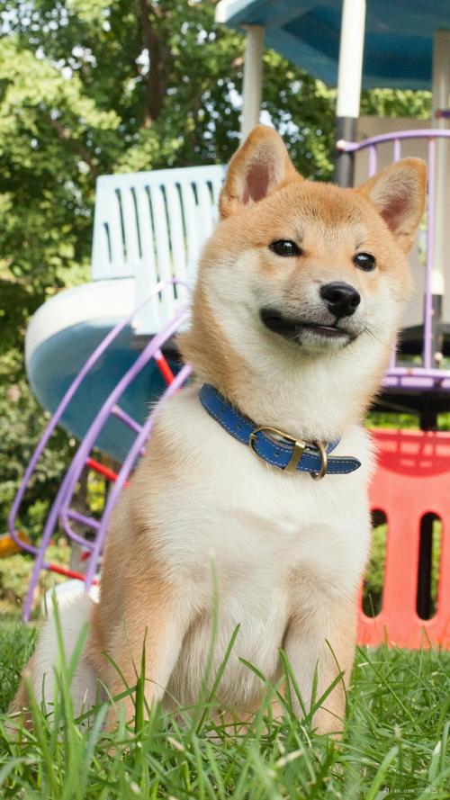 4年支出超6万亿元!财政支农资金如何分配和使用