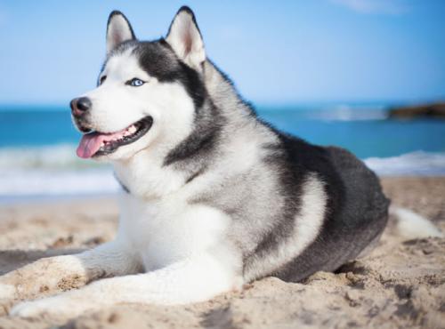 Áù²¿ÃÅ·¢²¼2020Äê